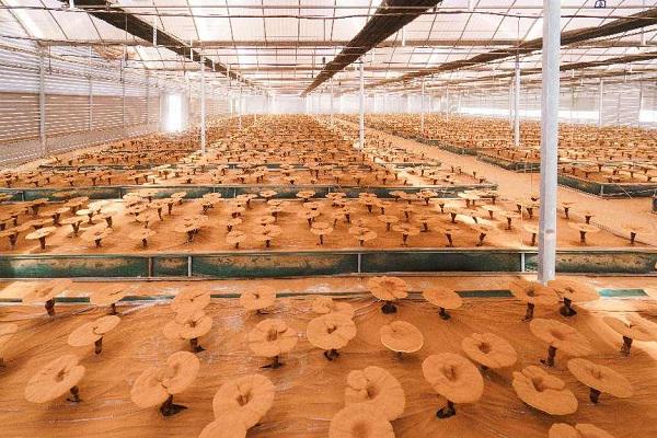 牛盈服务中心 浙江打造食品产业“新质生产力”科技突围新范本