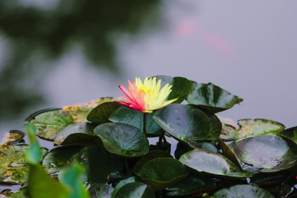 迎客松配资 概率万分之一！香山公园开出罕见双色睡莲