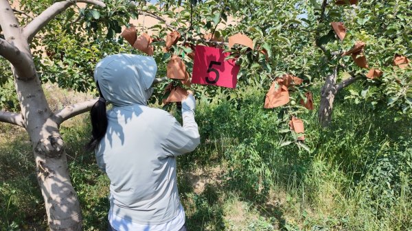 星火配资 一场精彩纷呈的苹果种植技能竞赛
